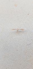 Pterophorus ischnodactylus