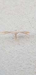 Pterophorus ischnodactylus