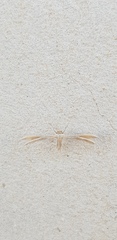 Pterophorus ischnodactylus