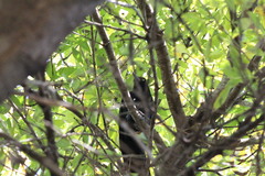 Quiscalus mexicanus
