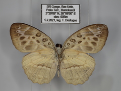 Catuna crithea