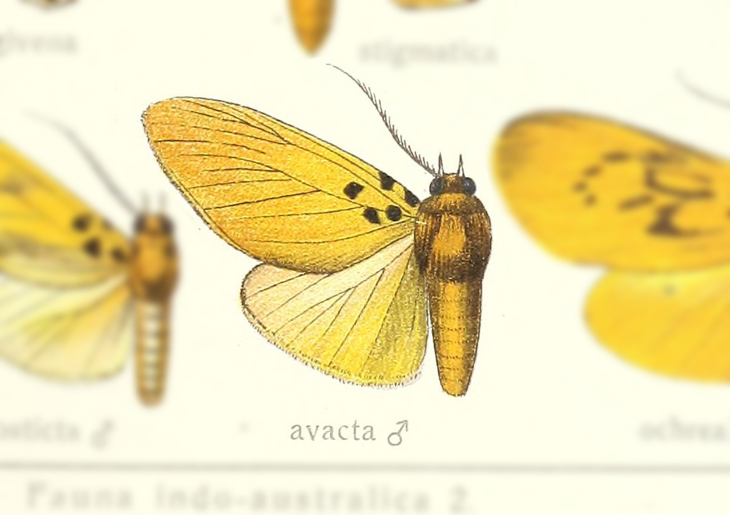 Asota avacta