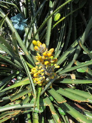 Bromelia antiacantha