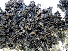 Lathagrium fuscovirens