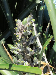 Bromelia antiacantha
