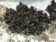 Lathagrium fuscovirens