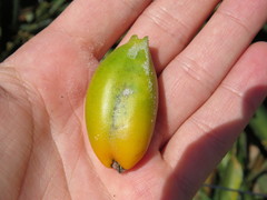 Bromelia antiacantha