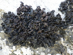 Lathagrium fuscovirens