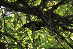 Quiscalus mexicanus