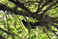 Quiscalus mexicanus