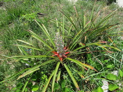 Bromelia antiacantha