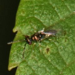 Chrysocharis