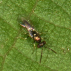 Chrysocharis