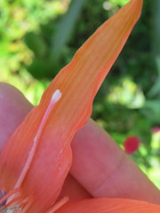 Hippeastrum striatum