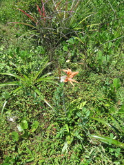 Hippeastrum striatum