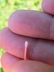 Hippeastrum striatum