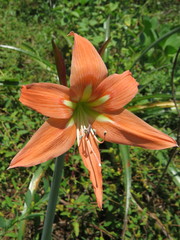 Hippeastrum striatum