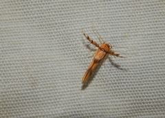 Stathmopoda luminata