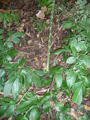 Amorphophallus lambii