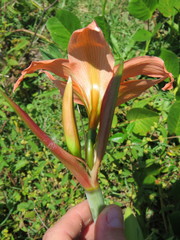 Hippeastrum striatum