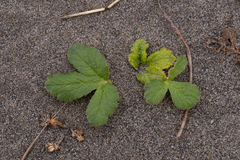 Glehnia littoralis leiocarpa
