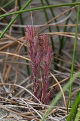 Castilleja exserta latifolia