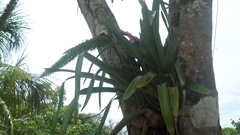 Aechmea setigera