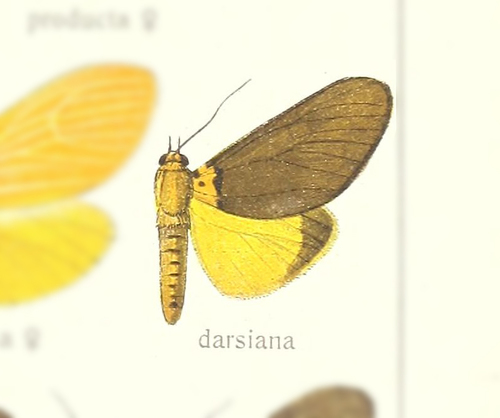 Asota darsania