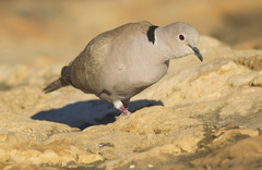 Streptopelia decaocto
