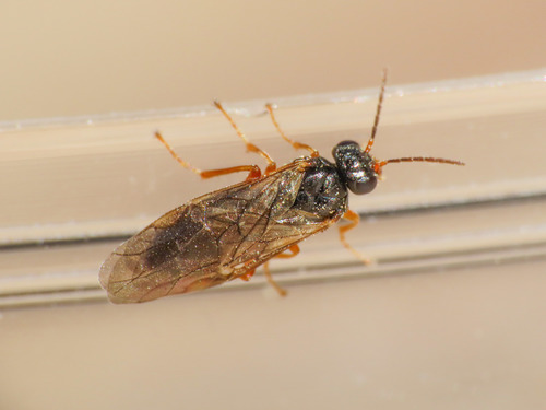 Hoplocampa fulvicornis