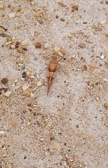 Sphingonotus scabriculus