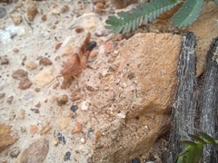 Sphingonotus scabriculus