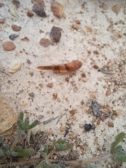 Sphingonotus scabriculus