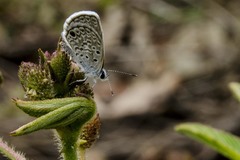 Hemiargus