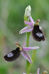 Ophrys bertolonii bertoloniiformis