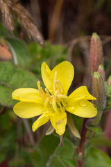 Oenothera wolfii