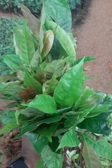 Palaquium ellipticum