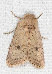 Homorthodes communis