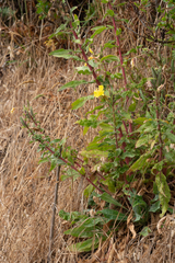 Oenothera wolfii