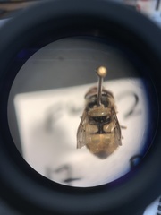 Copestylum satur