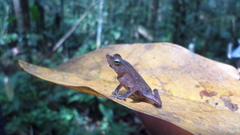 Rhinella proboscidea