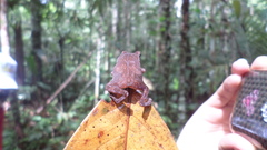 Rhinella proboscidea