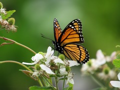 Limenitis archippus archippus