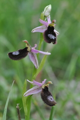 Ophrys bertolonii bertoloniiformis