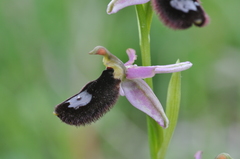 Ophrys bertolonii bertoloniiformis