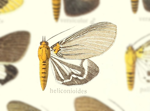 Asota heliconioides