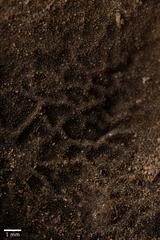 Dermatocarpon reticulatum