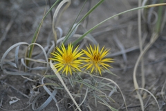 Doniophyton anomalum