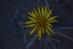 Doniophyton anomalum