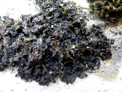 Lathagrium fuscovirens